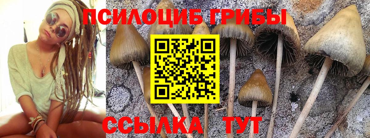 Барабинск  Галлюциногенные грибы Psilocybine cubensis  Вход с VPN 